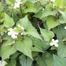 オーサワジャパン. 有機どくだみ茶 40g (2g×20包)