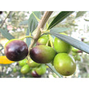 CANOLIVA. オーガニック エクストラ バージンオリーブオイル 430g